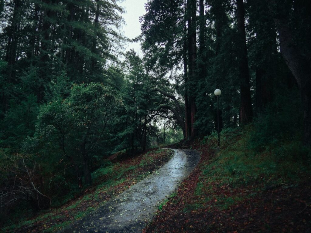 Bright, sunlit path splits into two directions in a calm green forest, symbolizing the strategic choice between SEO and PP...